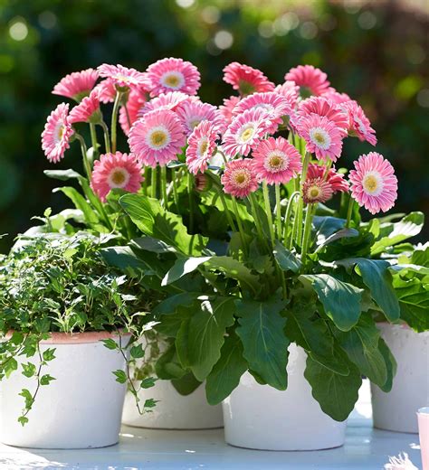 Garden Jewels Pink Gerbera Daisy Sunset Plant Collection