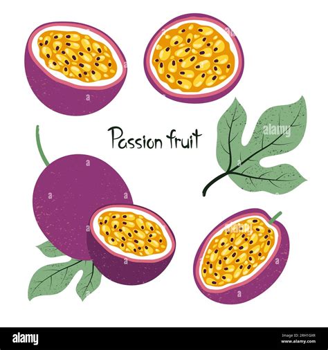 Set Of Passion Fruit Isolated On White Vector Illustration Stock