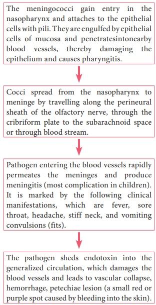 Neisseria Meningitides Meningococcus Morphology Cultural