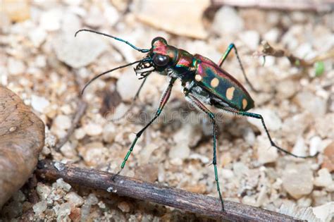 Tiger Beetle stock photo. Image of danger, eyes, beetles - 21500970