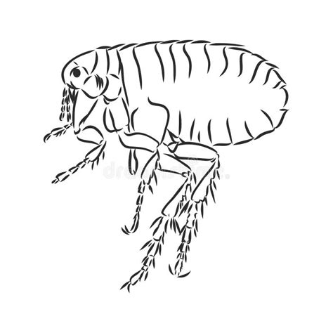 Illustration Of Flea Insect Stock Illustration Illustration Of