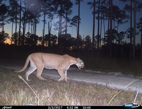 A Florida panther trailcam photo at Florida Panther Refuge | FWS.gov