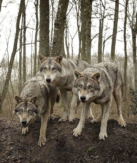 #wolf #wildlife #wolves #wild #husky #dog #wildwolves #wolfman # ...