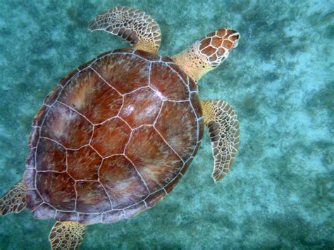 Discover Fascinating Sea Turtle Facts