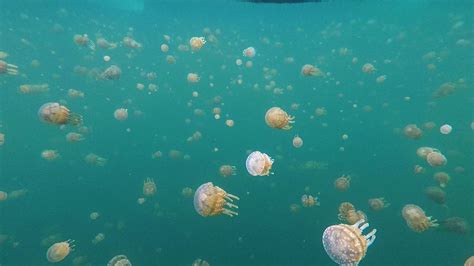 Swim with Stingless Jellyfish in Sohoton Cove – Itinerant