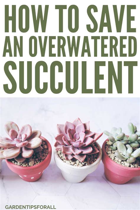 How To Fix Overwatered Succulent Plants Simple Tips