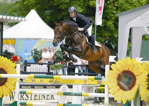 Sandro Boy | warmblood stallion | International Horse Breeders