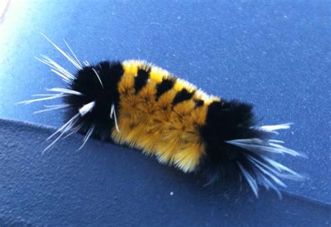 Spotted Tussock Moth Caterpillar - What's That Bug?