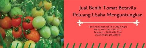 Toko Pertanian Terdekat Lmga Agro Jual Benih Tomat Betavila Buah