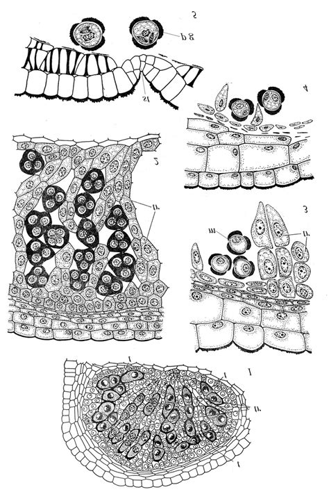 Structure And Development Of Anther With Trabeculae In Gentiana Lutea