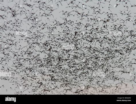 Mexican free-tailed bat flying Austin Texas Stock Photo - Alamy