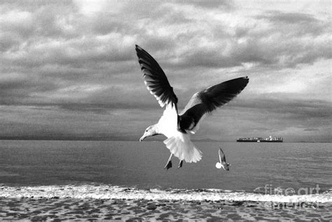 Seagulls In Flight In Black And White Photograph By Delores Malcomson