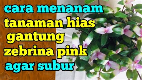 Cara Menanam Tanaman Hias Gantung Zebrina Pink Youtube