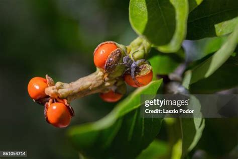 271 Magnolia Tree Seeds Stock Photos, High-Res Pictures, and Images - Getty Images