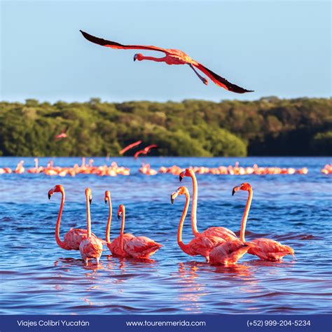 Temporada De Flamingos En Yucatán Con Fotos Viajescolibriyucatan