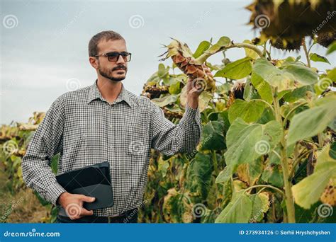 Agronomist Holds Tablet Touch Pad Computer In The Sunflower Field And