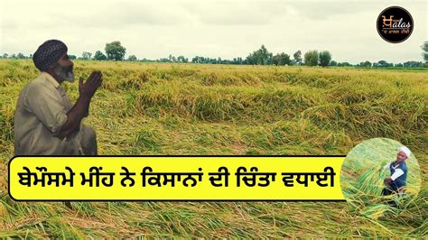 Increased Problems Of Farmers Heavy Rain In Punjab Punjab News