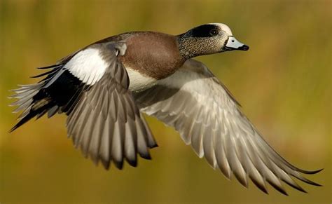 17 Best images about Widgeon on Pinterest | Iceland, Image search and ...