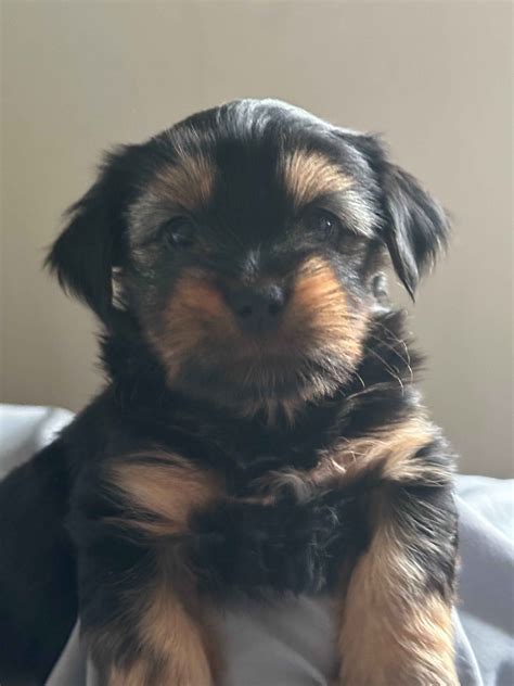 Noel Loseau Real Yorkies Of Buffalo Grove Yorkshire Terrier Puppies