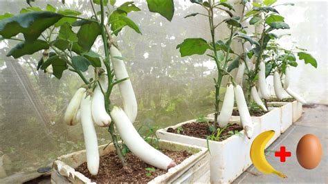 The Method Of Growing White Eggplant In A Styrofoam Box With Many Fruits Is Little Known Youtube