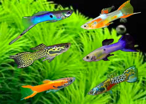 Nama Nama Ikan Hias Kecil 10 Jenis Ikan Hias Yang Cantik Dan Mudah