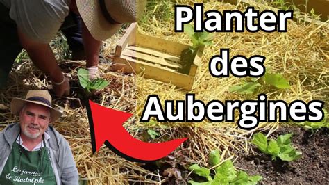 Comment Planter Des Aubergines Sous Tunnel Et En Plein Air Youtube