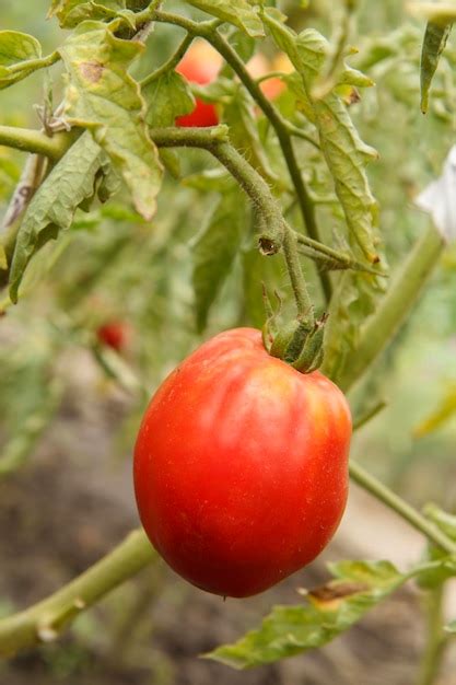 Tomate Maduro Creciendo En Arbustos En El Jard N Foto Premium