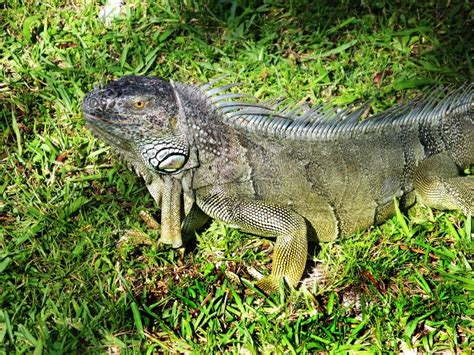 Florida Grey & Green Iguana Stock Image - Image of lizard, black: 120269033