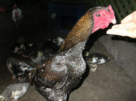 Very Unusual Chick Guinea Chicken Hybrid Page 27 Backyard Chickens Learn How To Raise