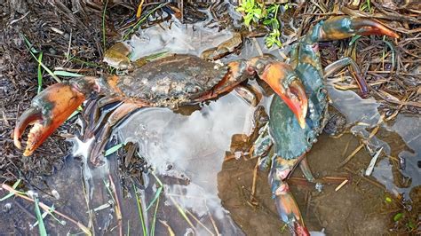 Hunting GlANT King MUD Crab I Catching Mud Crab Ln The Mangroves Find