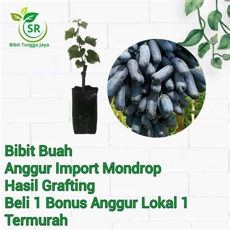 Jual Tanaman Bibit Tanaman Buah Anggur Import Mondroop Black Sweet