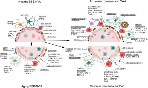 The Blood Brain Barrier The Frontier In Aging And Neurodegeneration