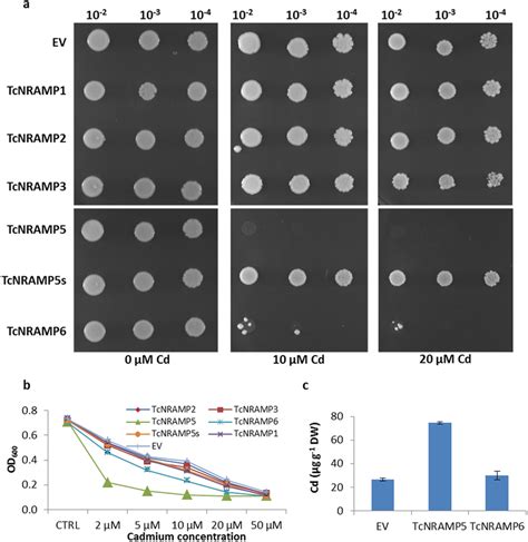 Analysis Of Cadmium Sensitivity Conferred By Expression Of Cacao Nramp