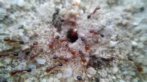 Wild Fire Ant Solenopsis Cf Xyloni Colony Simi Valley CA 2 21 15