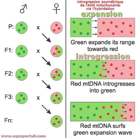 Introgression définition et explications