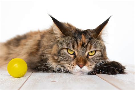 The Signs of an Annoyed Cat & What Annoys Cats the Most - Catster