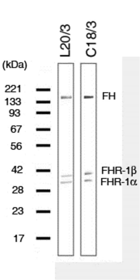 Complement Factor H Monoclonal Antibody L Invitrogen L