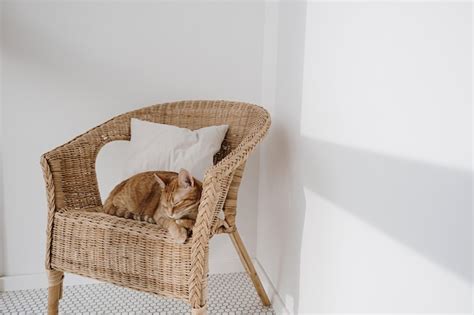 Gato Rojo Durmiendo En Una Silla De Rat N Con Almohada Foto Premium