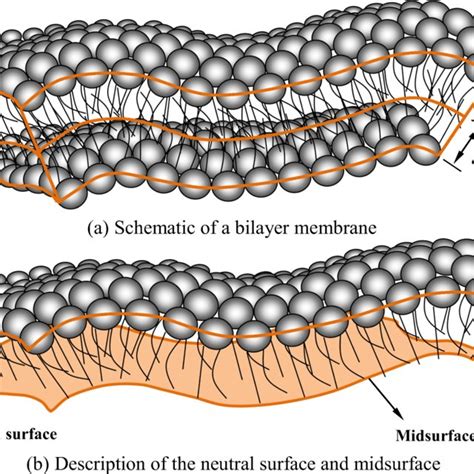 A Lipid Bilayer Membrane A Schematic Of A Bilayer Membrane B