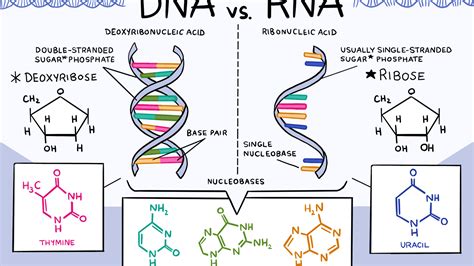 Dna Dan Rna Adalah Sinau