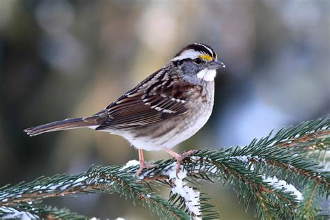 White-throated Sparrow – Indiana Audubon