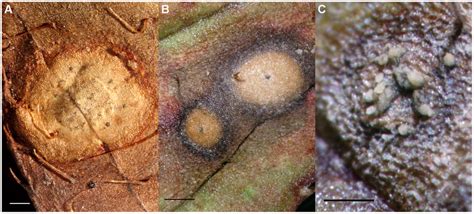 Acervuli of Colletotrichum rhexiae on Rhexia virginica. A) Acervulus of ...