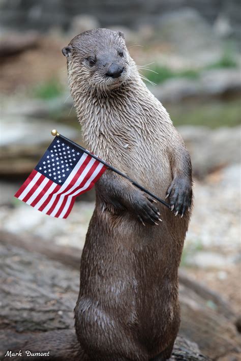 Cincinnati Zoo Reopens Favorite Activities and Offers Free Admission for Military Tomorrow ...