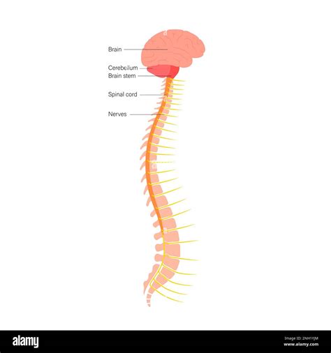 Spinal Cord Anatomy Illustration Stock Photo Alamy