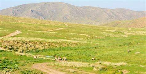 Khustain Nuruu National Park in Mongolia | Travel Guide