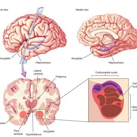 A Cross Section Of The Amygdala A Lateral And Medial Views Of The Download Scientific