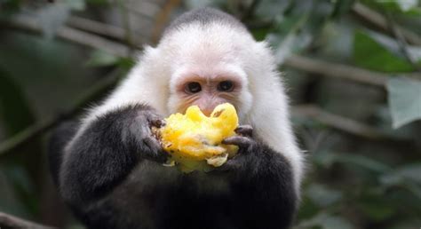 What Do Capuchin Monkeys Eat?