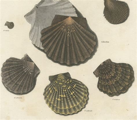 Antique Print Of Ostreaoysters By T Milton 1809 For Sale At 1stdibs