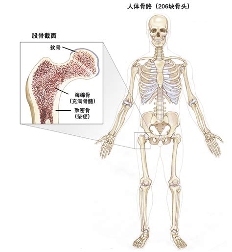 一文读懂骨肿瘤的tnmg分期和治疗 知乎