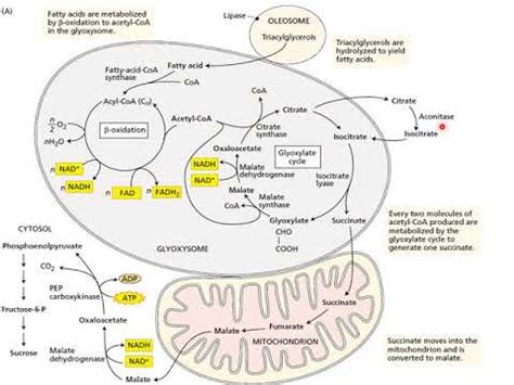 Glyoxylate Pathway And Cyanide Resistance Respiration YouTube